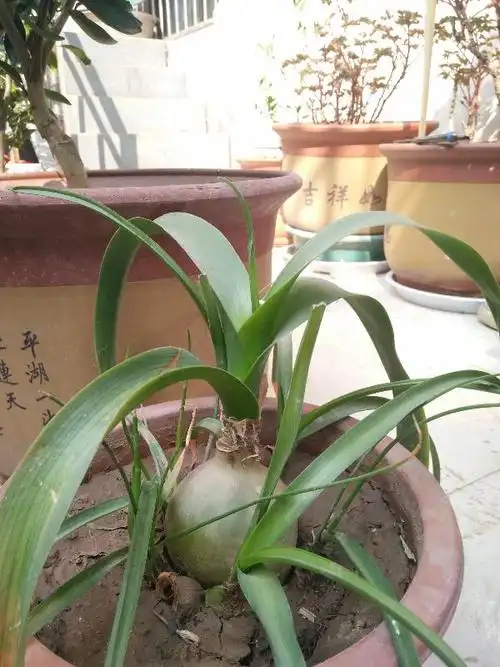 云南白药草长什么样有图片吗