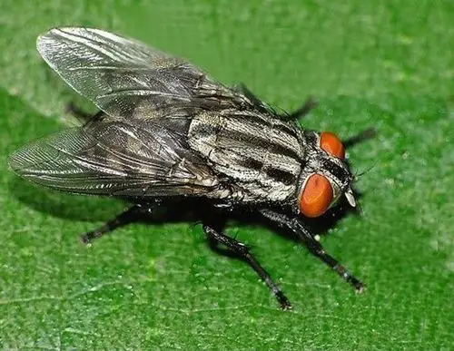 麻蝇的介绍(三)