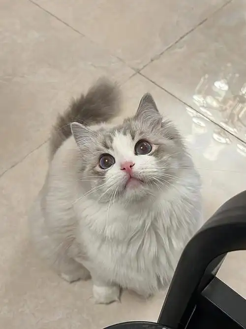 是柚柚呀蓝山双布偶猫