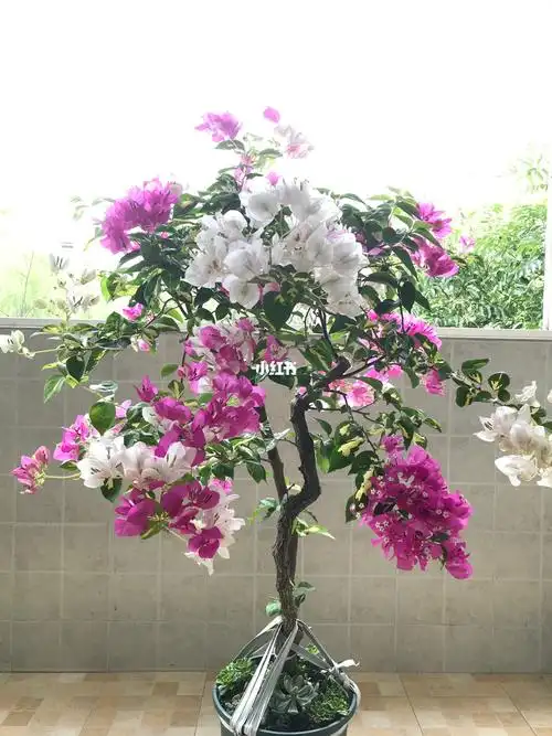 三角梅飘枝造型如何打造611