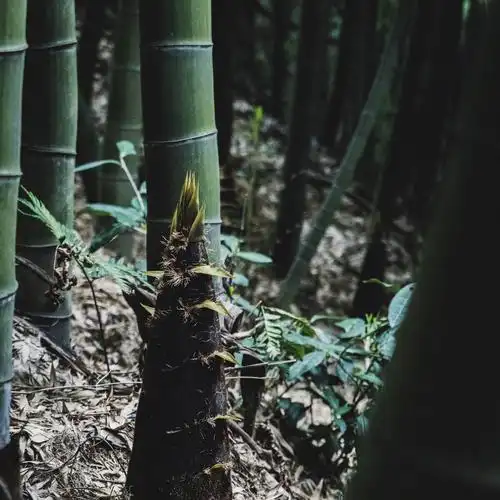 春天莫干山上的竹林