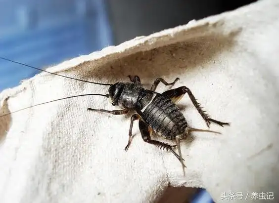 油葫芦属于蟋蟀科,它的养殖方法和技巧有这些