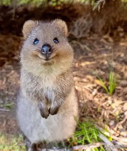 超治愈会微笑的澳洲短尾矮袋鼠instagram俘掳万千粉丝