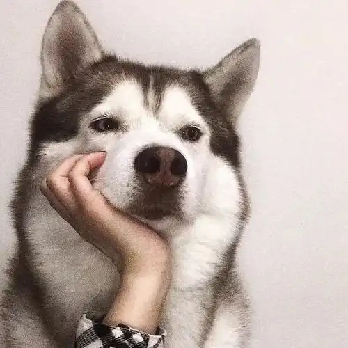 你们要的单身狗头像来了