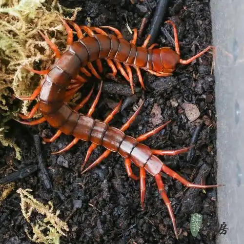 养盅日记——养蜈蚣你怕了吗? | 肆养来稿|蝎子|马陆|捕食_网易订阅