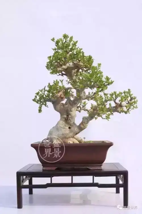 对节白蜡是国家二级保护树种一组对节白蜡盆景作品欣赏