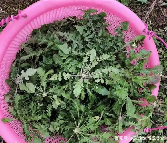 在水乡洪湖的田间地头,这种野芥菜你吃过吗