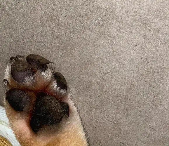 【讨论】狗狗脚垫湿润并蜕皮