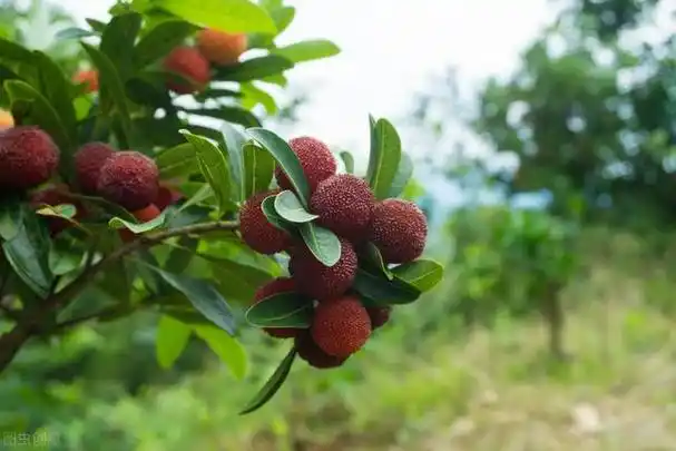 杨梅栽培技术,把握以下这几点,高产不是问题,杨梅还又大颗又甜