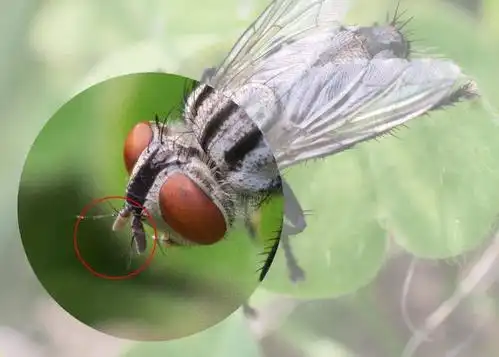 金龟子讲睡前故事苍蝇的日记这些知识绝对颠覆你的认知