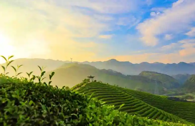 (大美中国)初夏茶园美如画|杭州市_新浪财经_新浪网