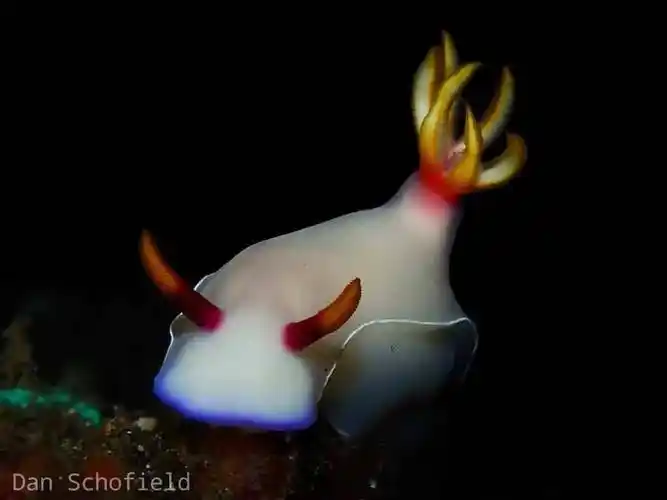 原创哎呦呦太好看了真的太太太好看了多彩公牛海麒麟