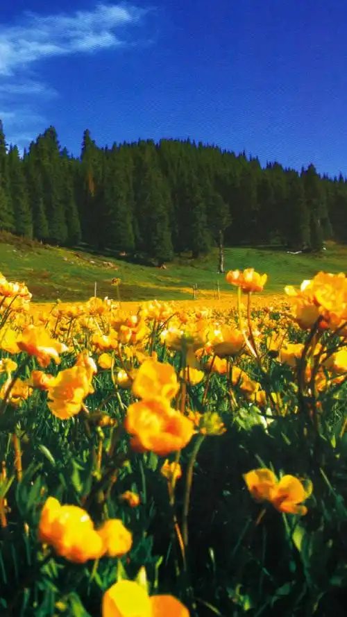 沙湾专属的绿色屏保来啦