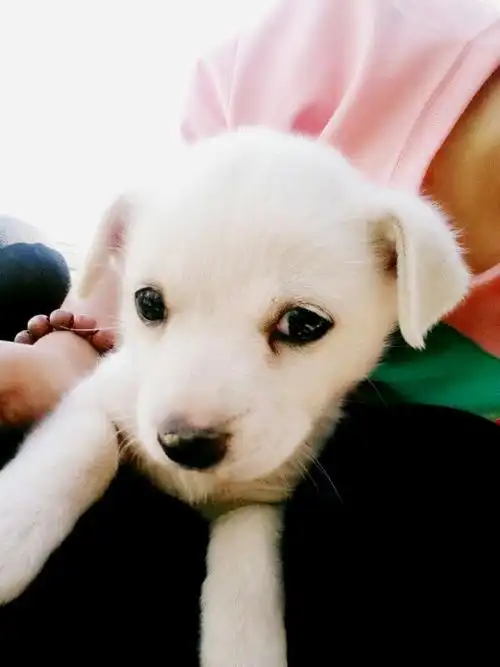 今天捡的小白熊,可爱吧