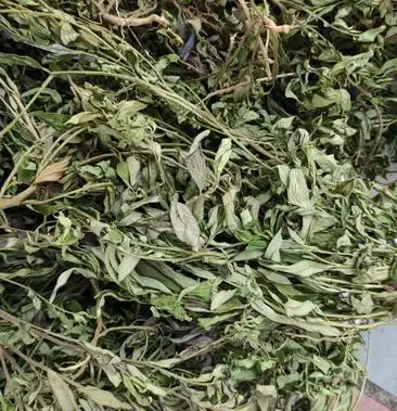 金牛草紫背金牛干货金不换