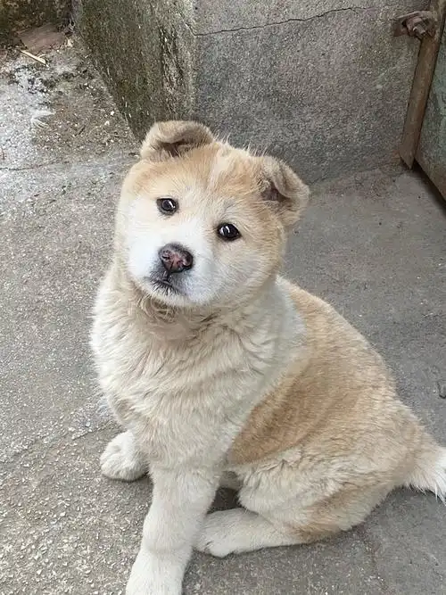 收集全组的黄白毛小土狗!