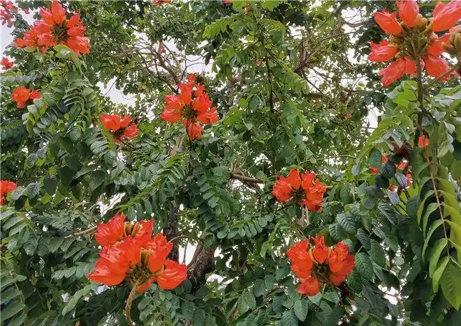 火焰木上开满火焰花,看完别太迷恋它