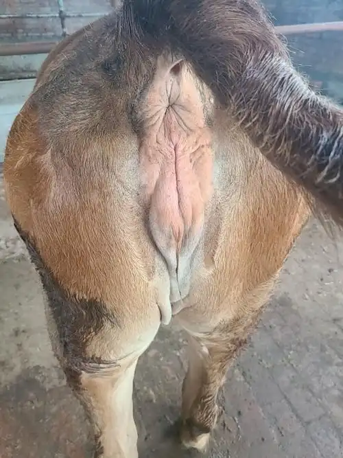 您好,大母牛怀孕快四个月了,水门肿,流清粘液是咋回事啊,谢谢-专家