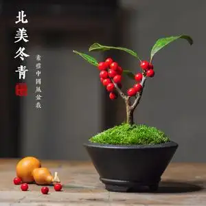 北美冬青小盆栽绿植红豆相思豆办公室茶几书桌阳台客厅树苗盆景