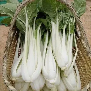 一份5斤安徽农家自种新鲜蔬菜直销食用高杆白菜长杆青菜现摘