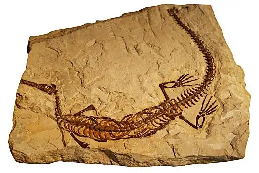 化石图片_化石图片大全_化石图片素材