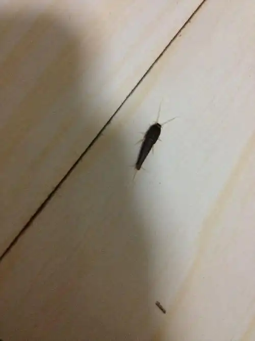 家里有这种虫子,这是什么虫子?