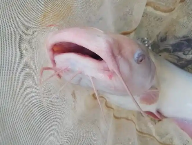 江团鱼是不是就是鲶鱼,江团鱼和鲶鱼的区别图片