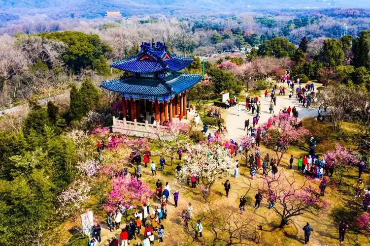 南京梅花山上暗香浮