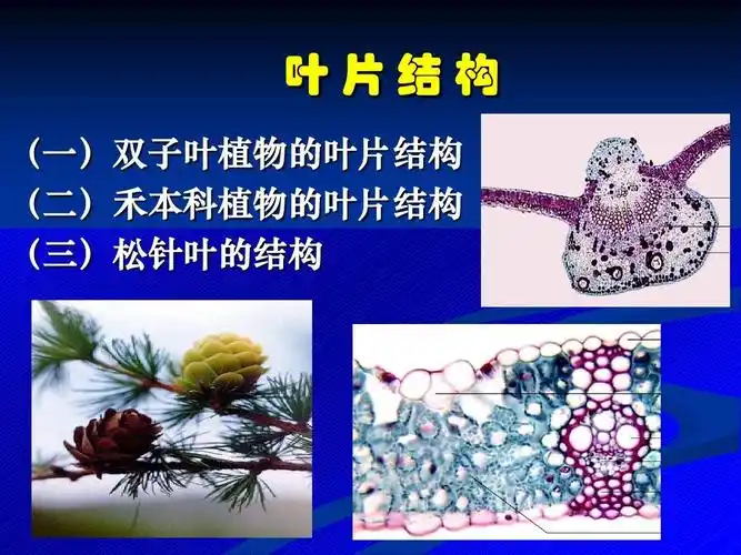 叶片结构 (一)双子叶植物的叶片结构 (二)禾本科植物的叶片结构 (三)