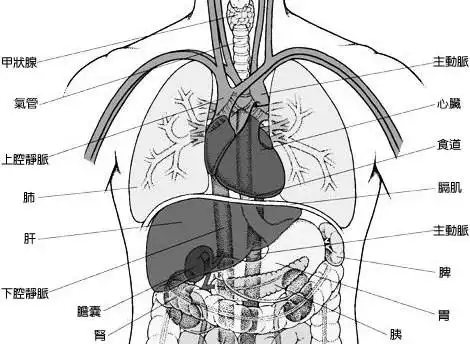 肺位於胸腔,左右各一,上连气管,内脏中肺的位置最高,故称其为 " 华盖