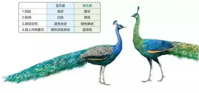 绿孔雀现存数量不足600只珍稀程度远超国宝大熊猫