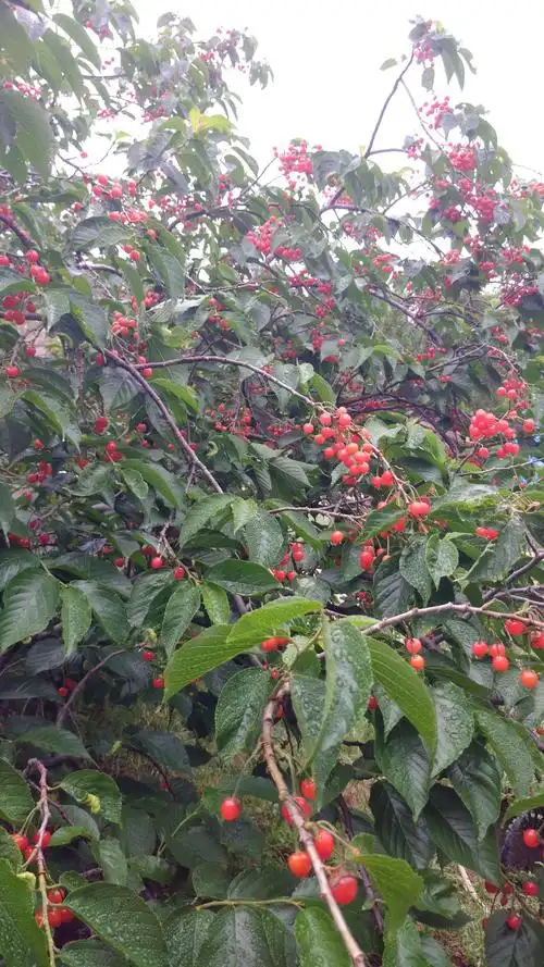 这就是樱桃树,太诱人了,今年樱桃大丰收,马上开吃啦