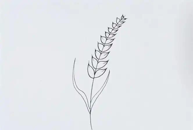 麦穗简笔画