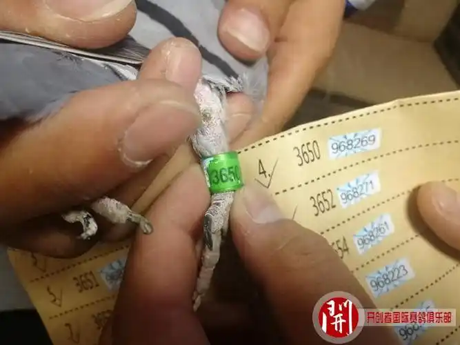 2020年世界杯开创者铁鹰四关首关前十名验鸽图片欣赏