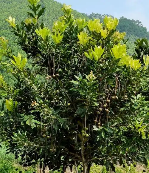 广西崇左五个保障推进澳洲坚果产业发展