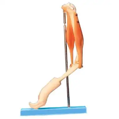 肘关节与肌肉示教模型gda11210