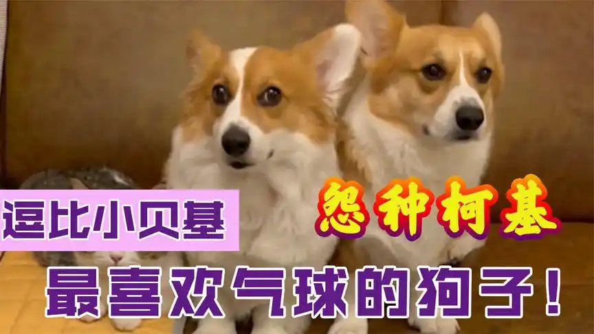 逗比小贝基:父子绝育变姐妹,塑料感情的一家三口谁才是真的狗?