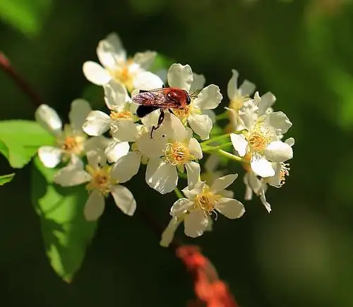 吃过蜂蜜,你知道各种蜜花都长什么样吗?