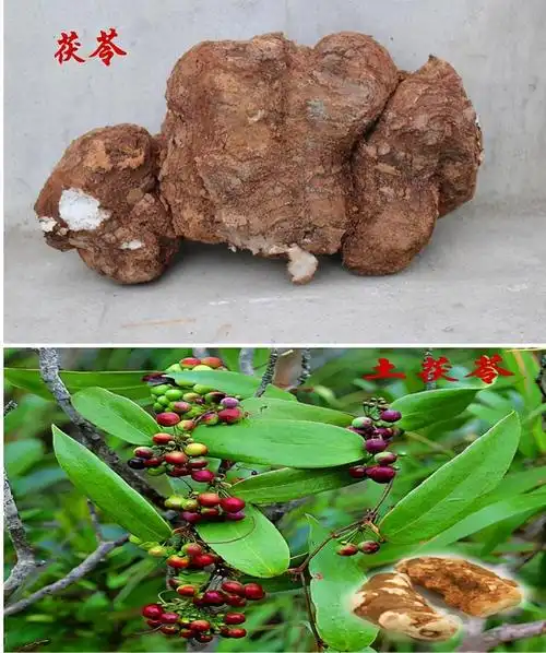 茯苓皮与土茯苓的功效有何不同(茯苓和土茯苓是一家人吗) - 问答百科