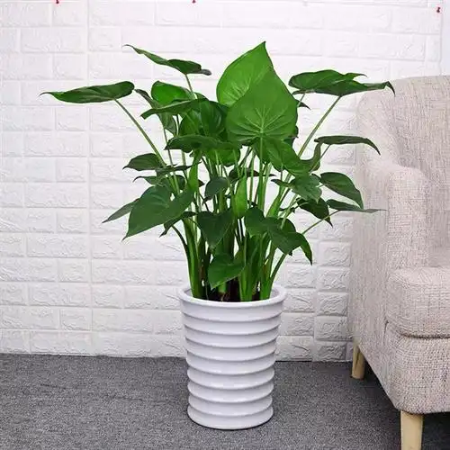 男子误食海芋中毒被送医:又名"滴水观音" 根叶均有剧毒--快科技--科技