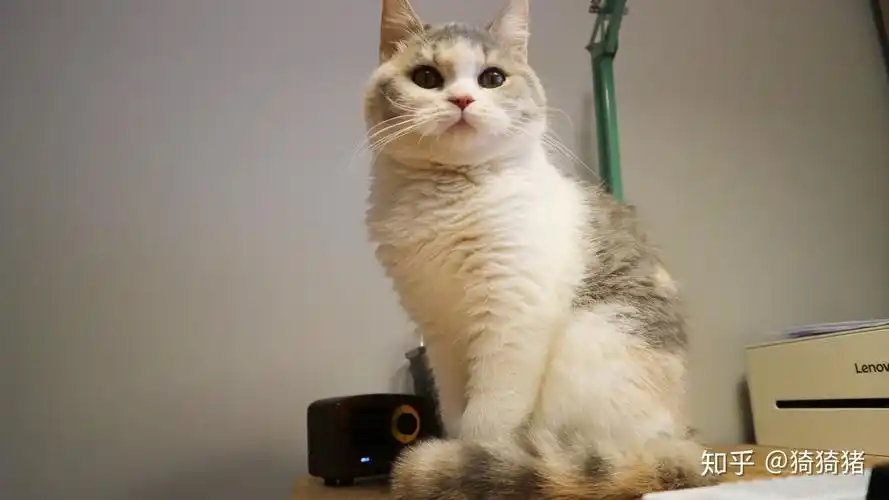 英短三花,品相如何? - 知乎