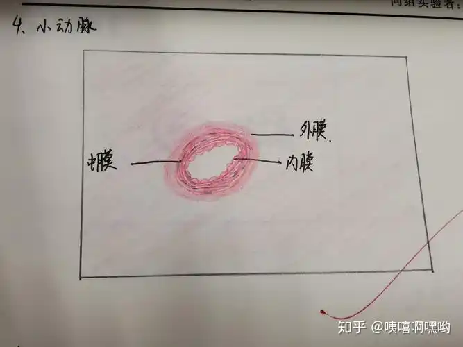 小静脉淋巴结皮质脾白髓甲状腺滤泡肾上腺皮质腺垂体远侧部肺呼吸部