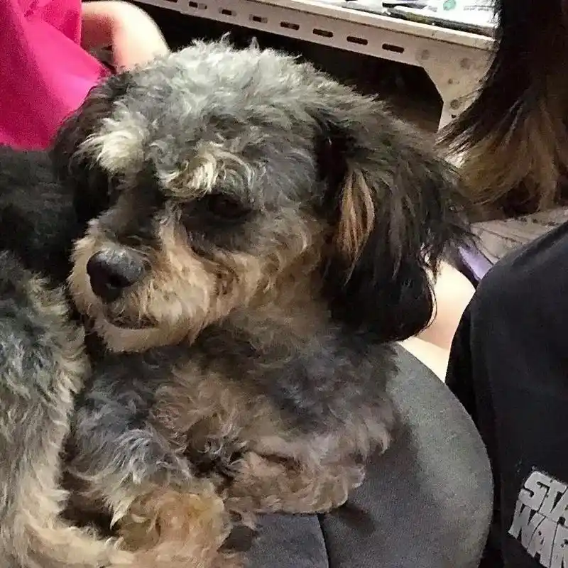 相册里的阿猫阿狗随便形容的记忆点