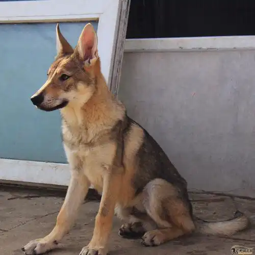 出售6个月捷克狼犬3母1公