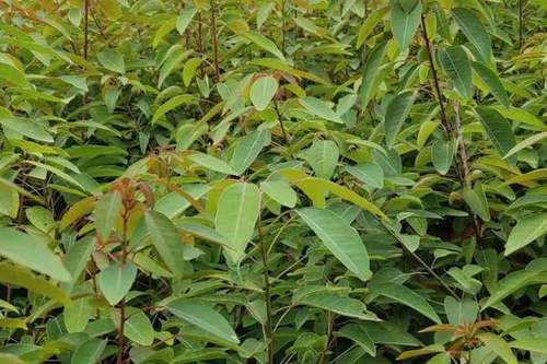 8/棵 山乌桕小苗 红叶乌桕小苗价格 山乌桕小苗批发