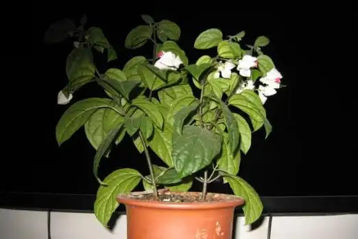 龙吐珠怎么修剪,龙吐珠的修剪方法图/花后修剪二次开花