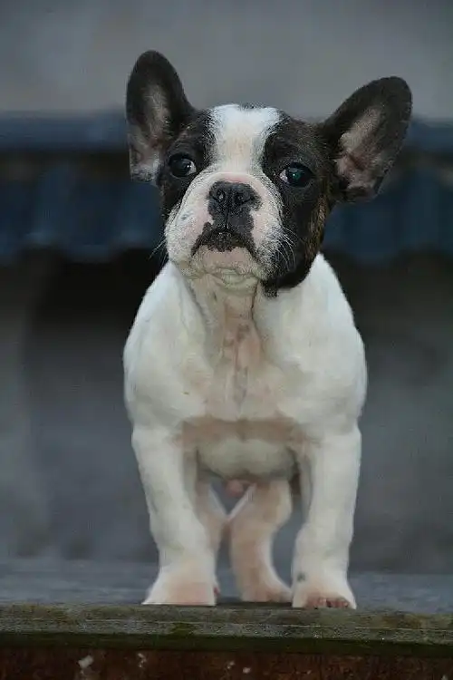 杭州滨江家养法国斗牛犬黑白花小公狗求带走