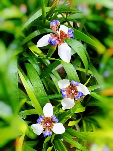 今春,我的巴西鸢尾花