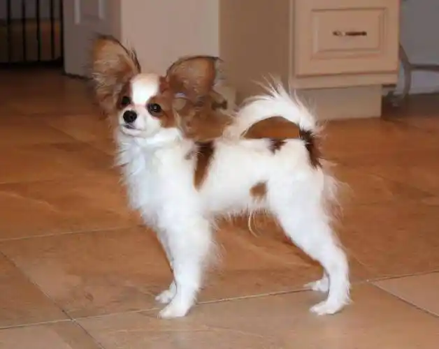 蝴蝶犬如何美容