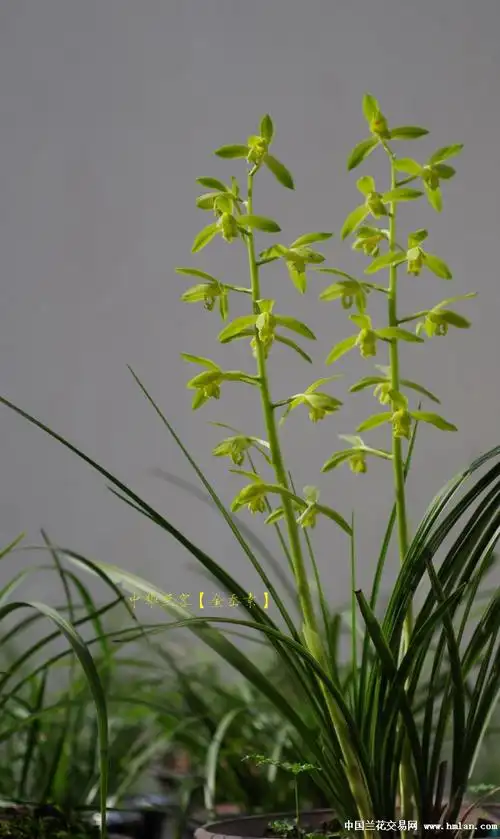 2016蕙花------【金岙素】【老极品】-蕙兰篇-中国兰花交易网社区